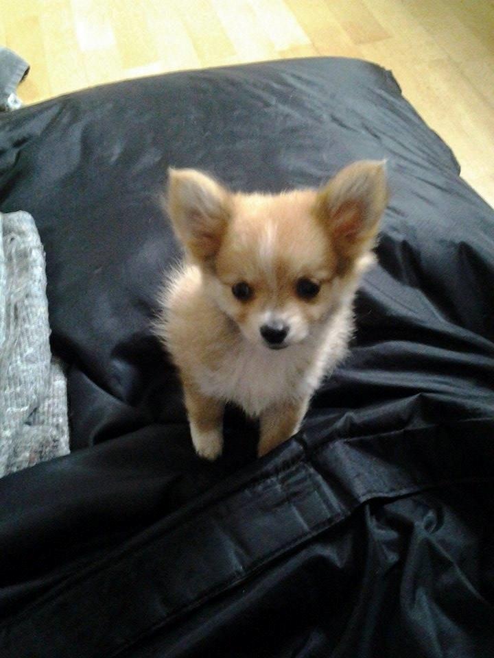 Blanding af racer Simba billede 23