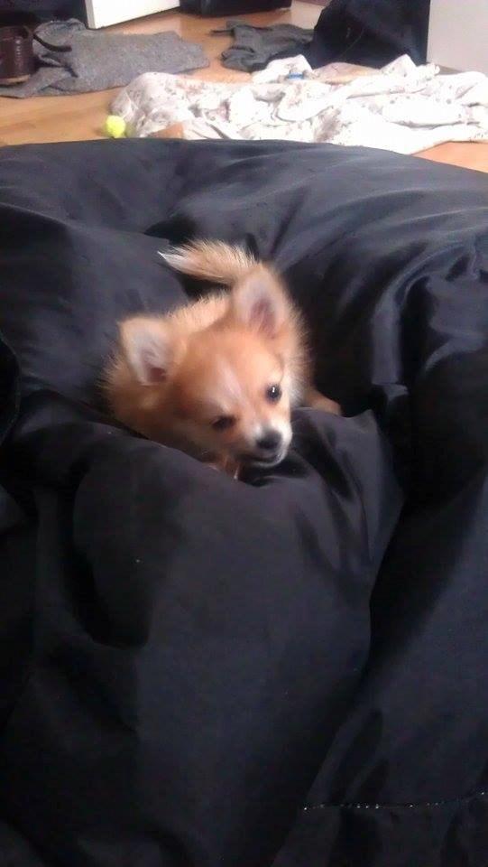 Blanding af racer Simba - Den lille charmør har det med at blinke til folk ;-)  billede 19