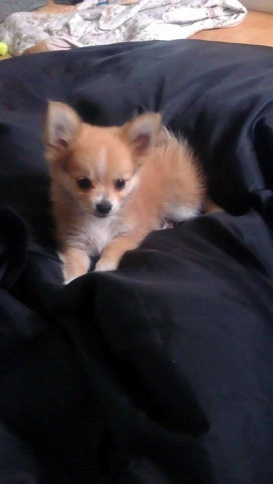 Blanding af racer Simba billede 18