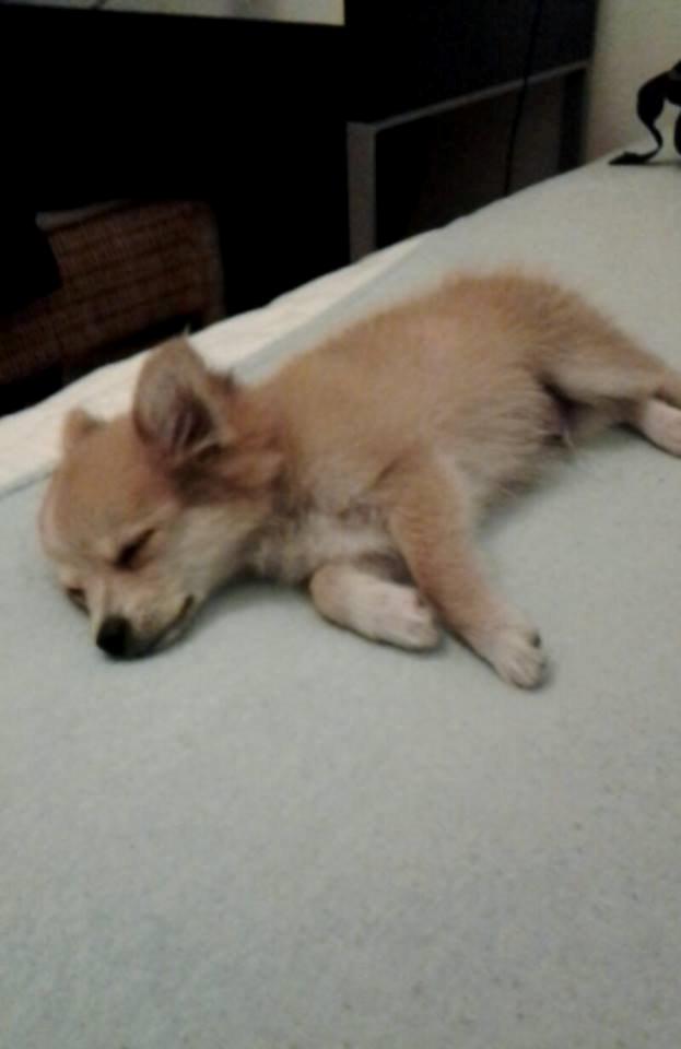 Blanding af racer Simba - En meget træt hvalp efter at have passet børn hele dagen :-) billede 14