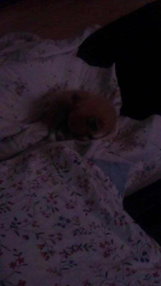 Blanding af racer Simba billede 29