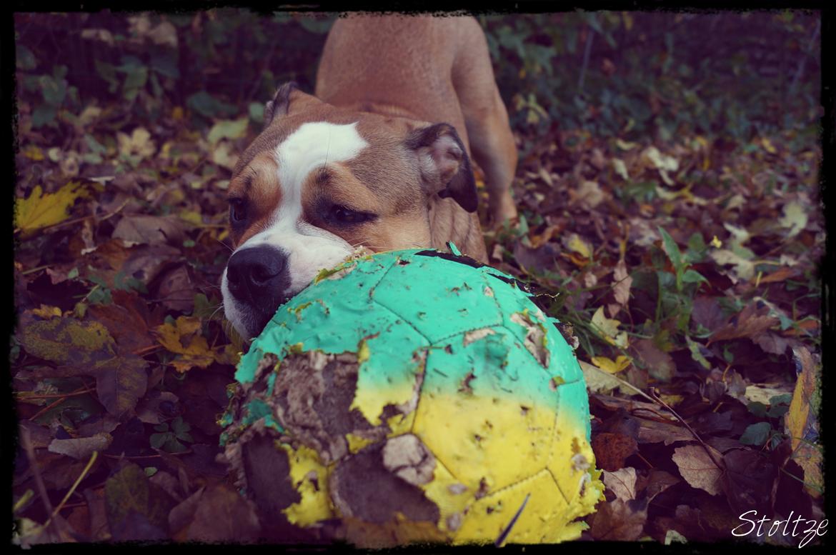 Olde english bulldogge Alcapone's Abby billede 1