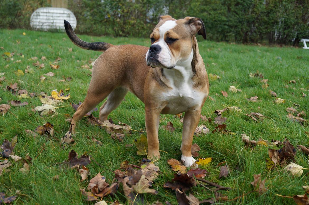 Olde english bulldogge Alcapone's Abby billede 3