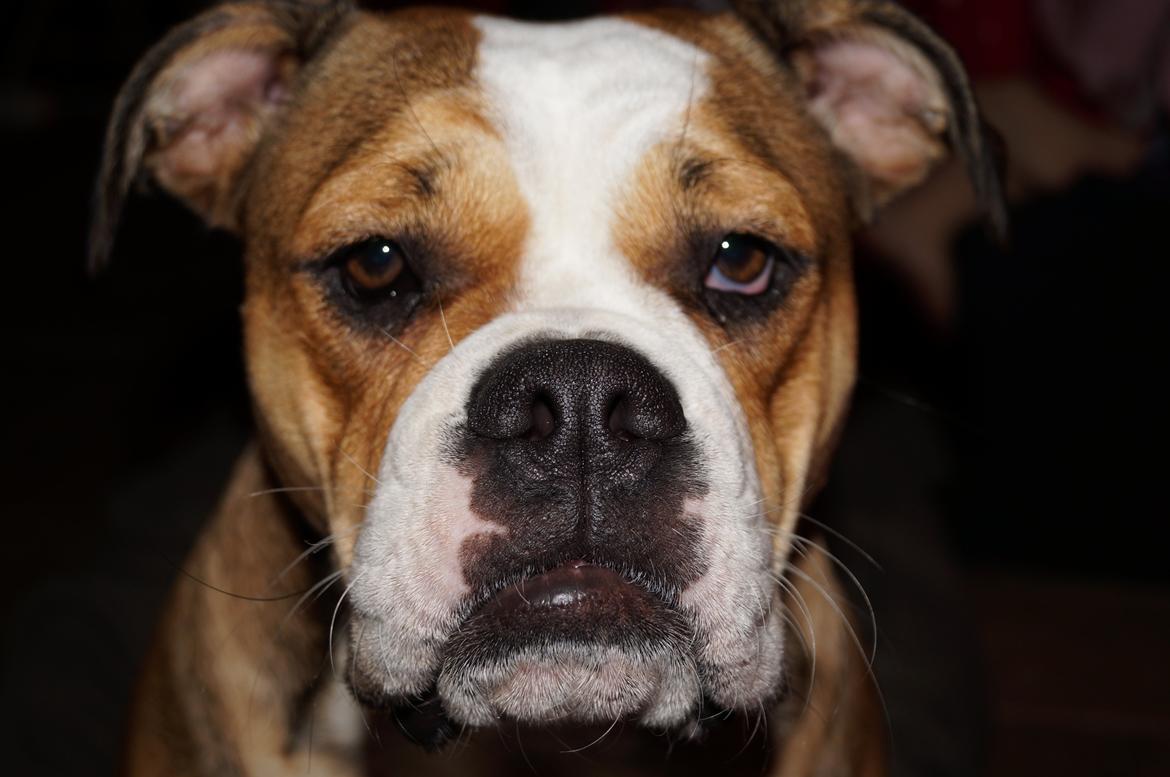 Olde english bulldogge Alcapone's Abby billede 4