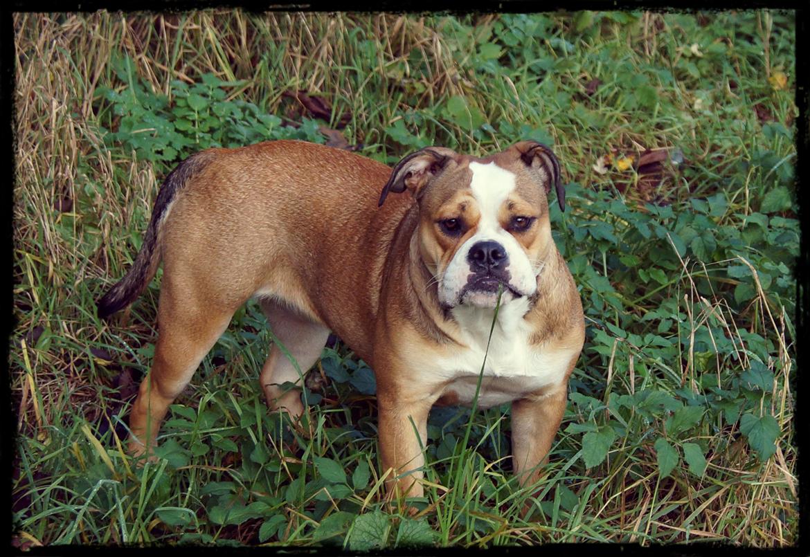 Olde english bulldogge Alcapone's Abby billede 5