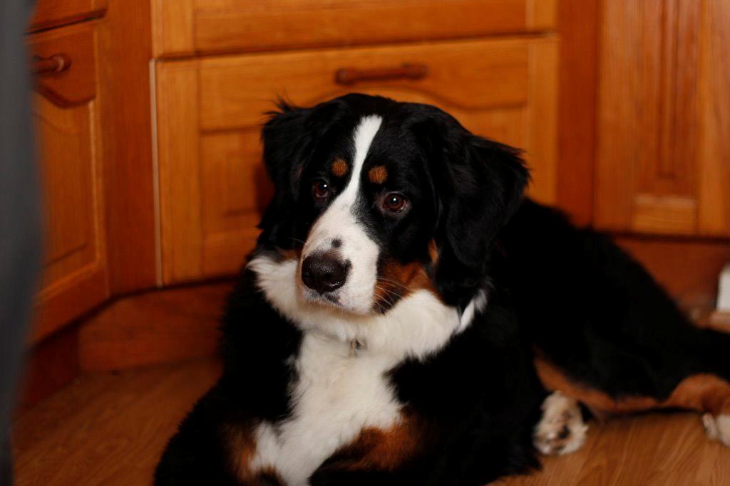 Berner sennenhund Gucci billede 1