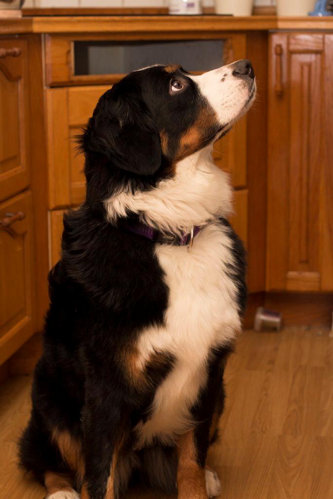 Berner sennenhund Gucci billede 2