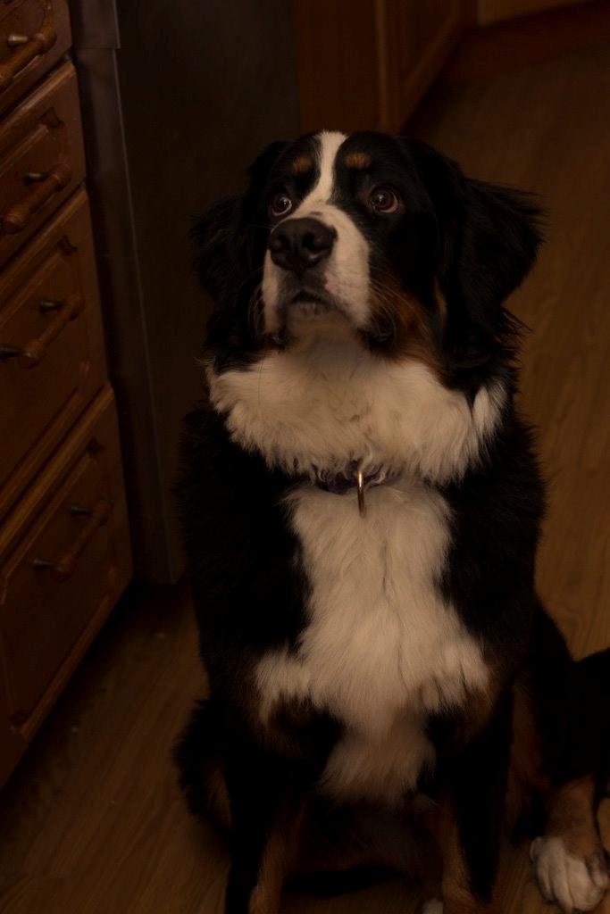 Berner sennenhund Gucci billede 3