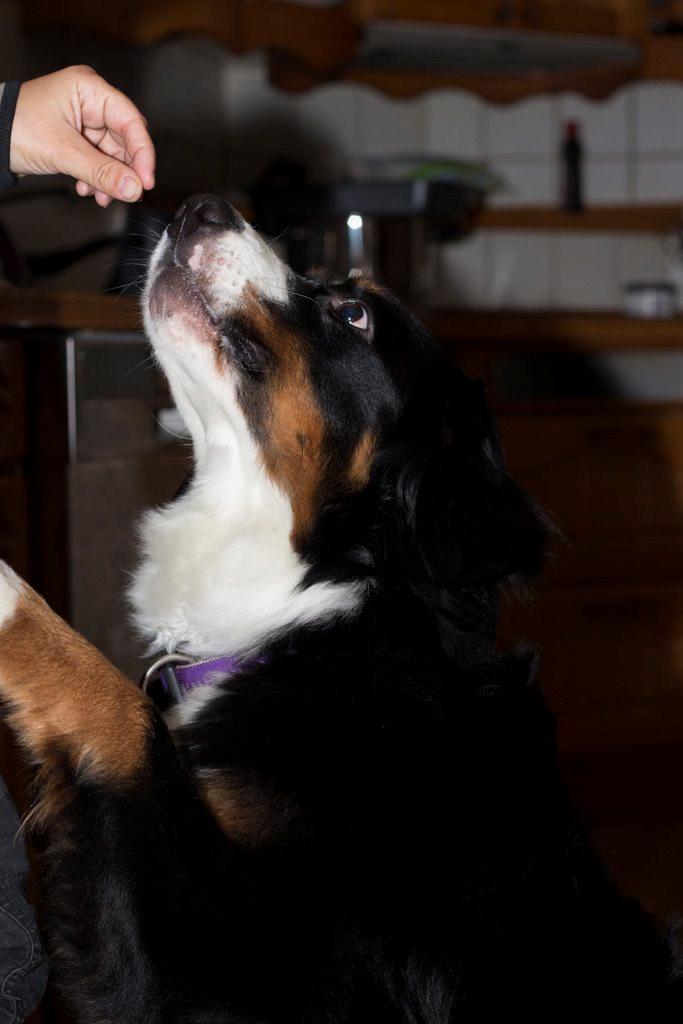 Berner sennenhund Gucci billede 4
