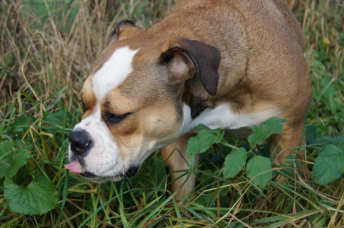 Olde english bulldogge Alcapone's Abby billede 6