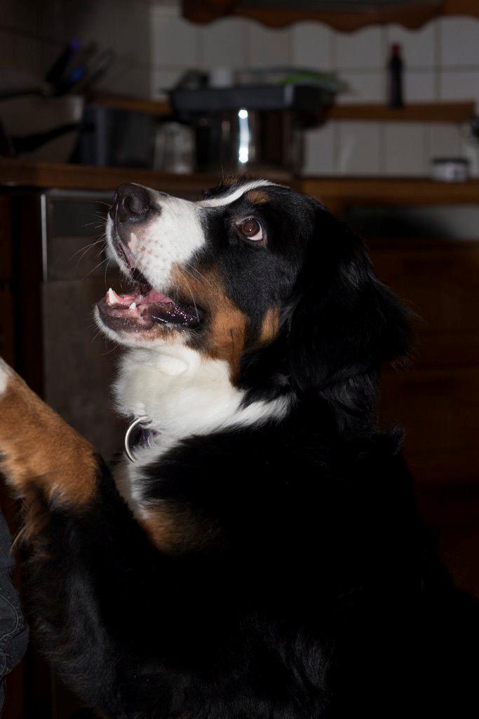 Berner sennenhund Gucci billede 5