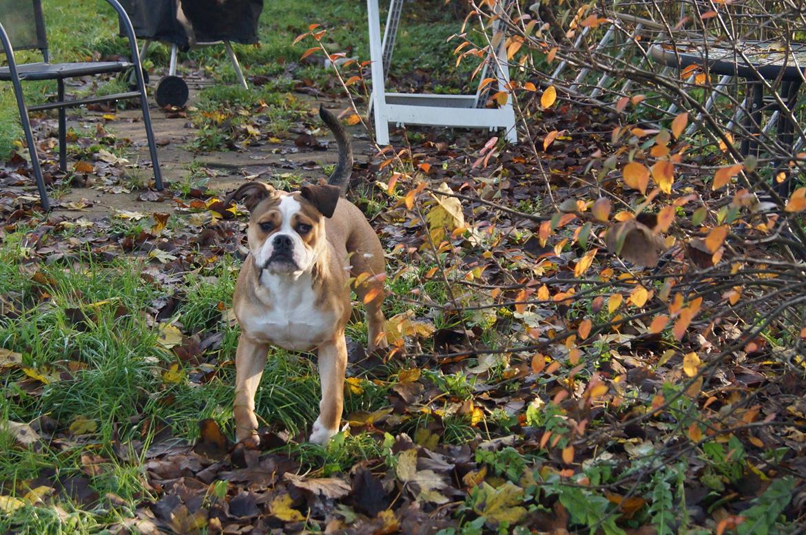 Olde english bulldogge Alcapone's Abby billede 7