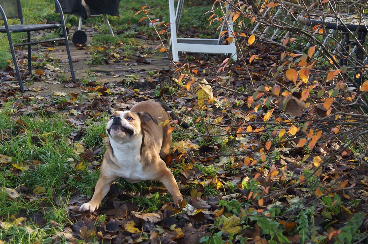 Olde english bulldogge Alcapone's Abby billede 8