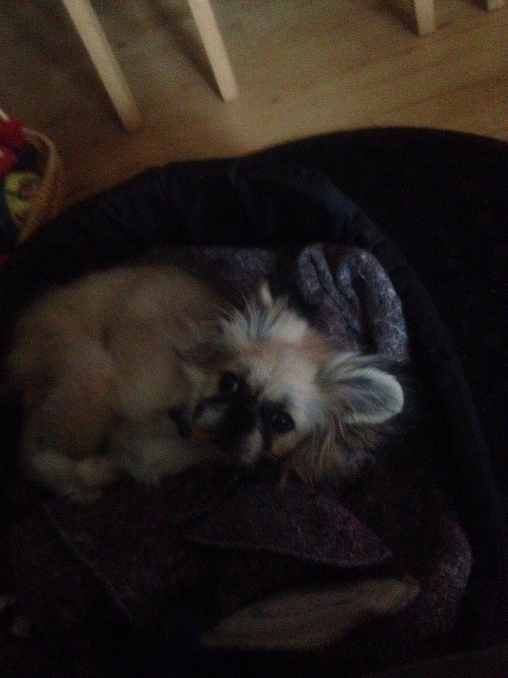 Pekingeser Diesel billede 23