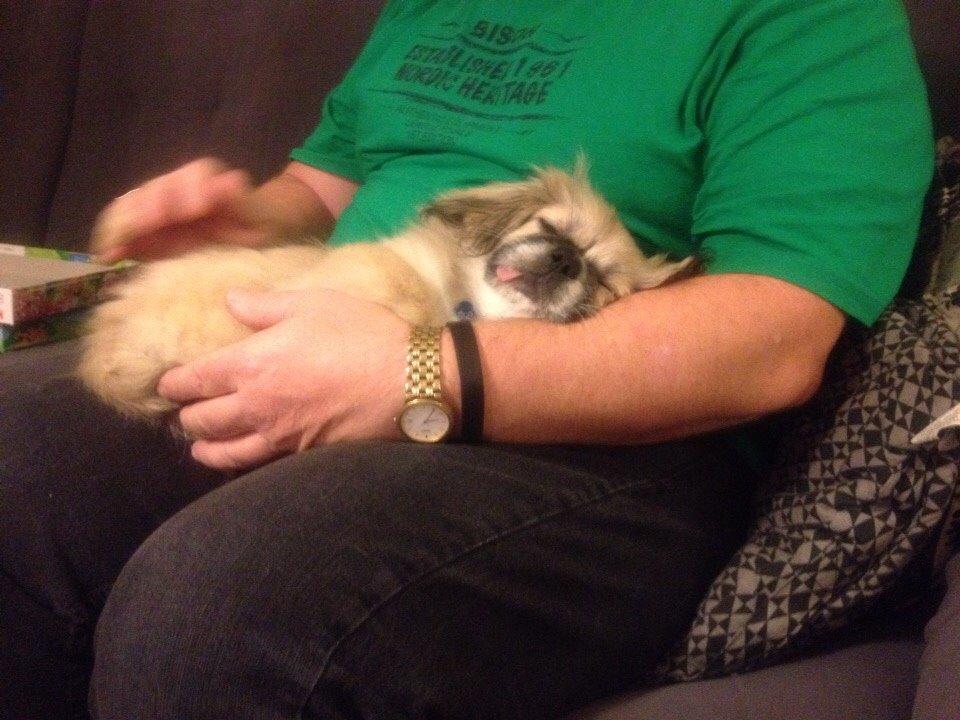 Pekingeser Diesel billede 24