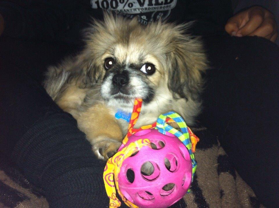 Pekingeser Diesel billede 26