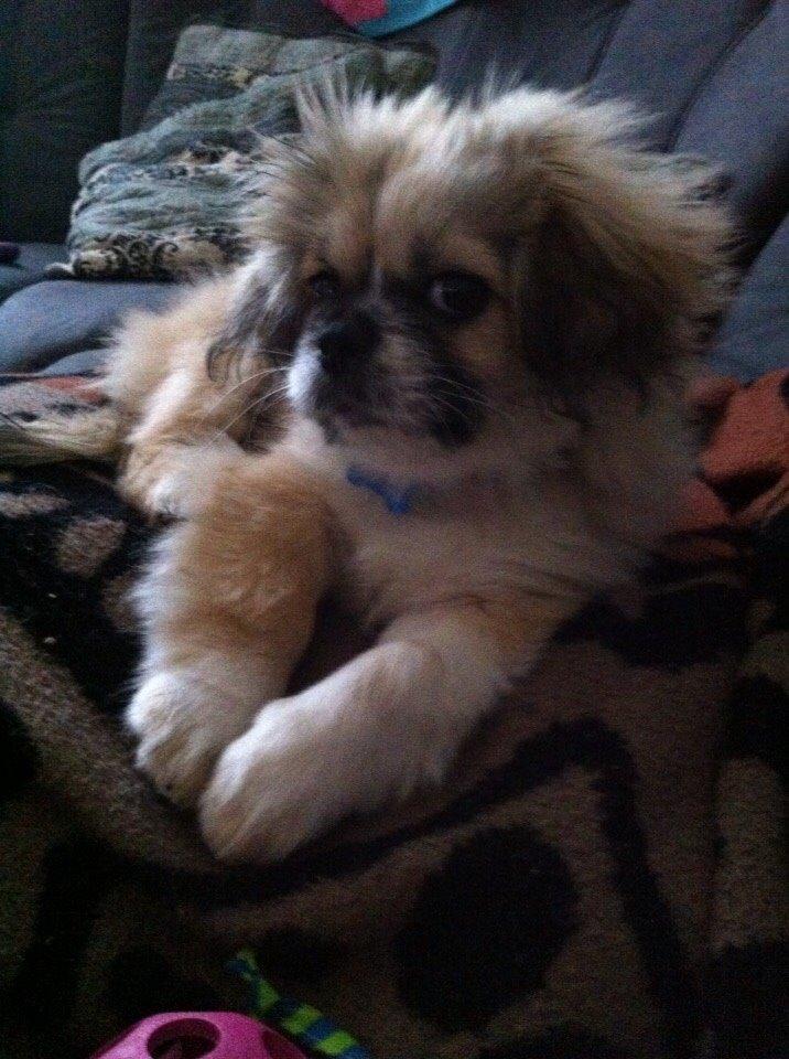 Pekingeser Diesel billede 27