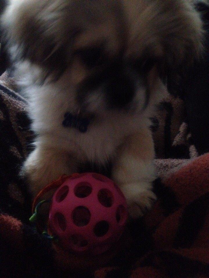 Pekingeser Diesel billede 31