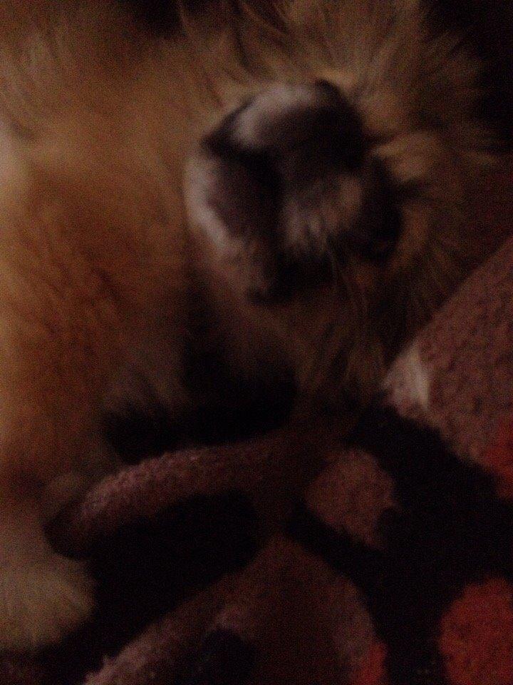 Pekingeser Diesel billede 32