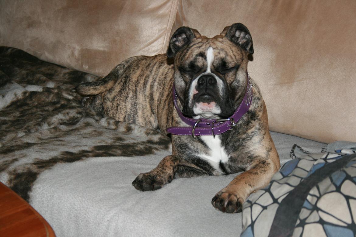 Olde english bulldogge BB Bulldogs Mocca billede 24