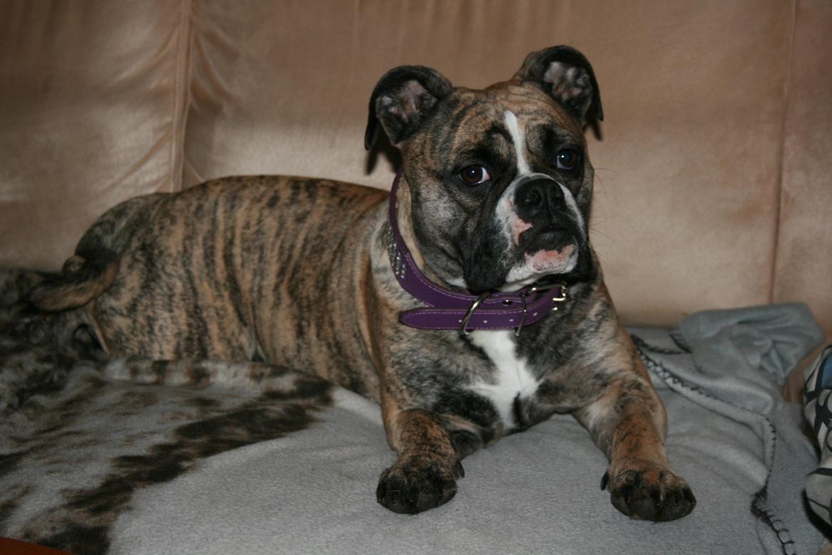 Olde english bulldogge BB Bulldogs Mocca billede 25
