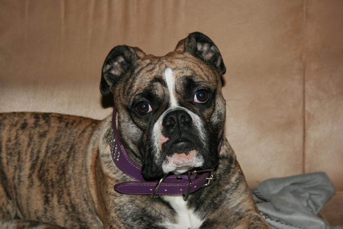 Olde english bulldogge BB Bulldogs Mocca - Mocca 10 mdr.  billede 3