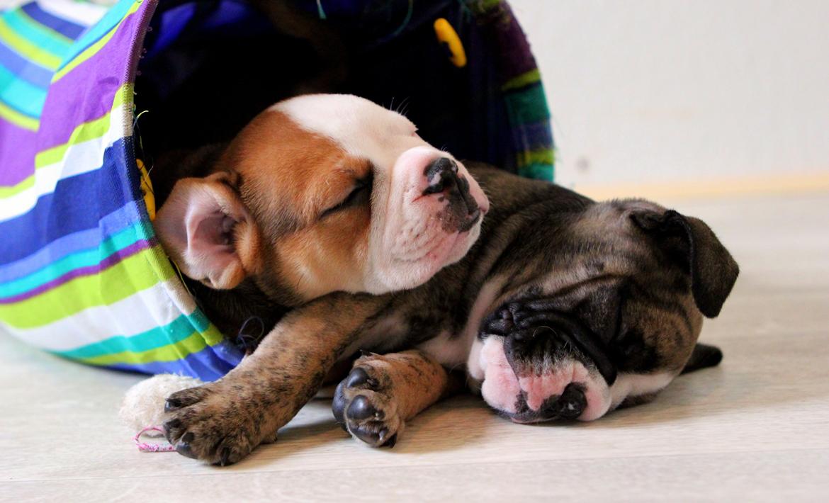 Olde english bulldogge BB Bulldogs Mocca - Mocca og brormand billede 26