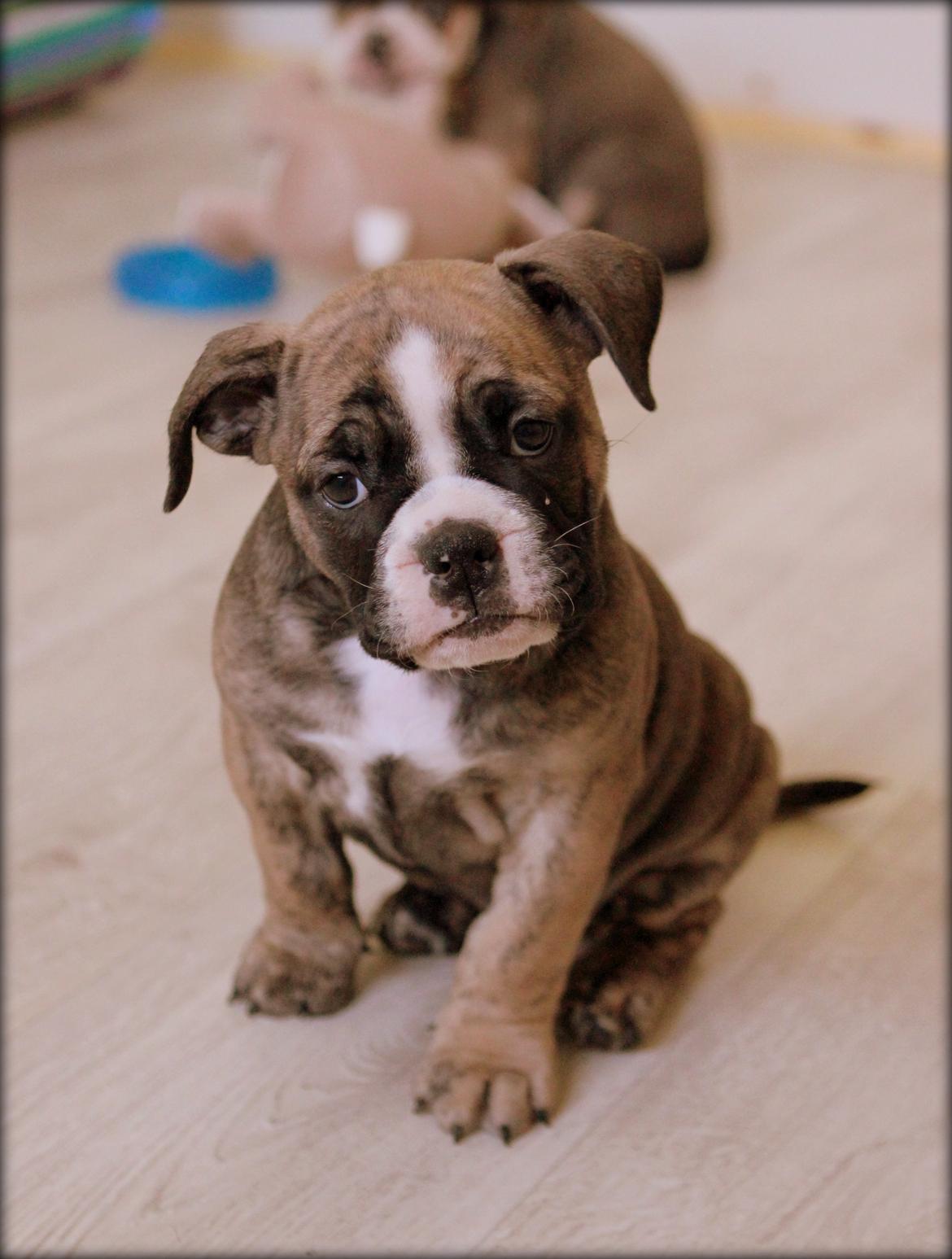 Olde english bulldogge BB Bulldogs Mocca billede 27