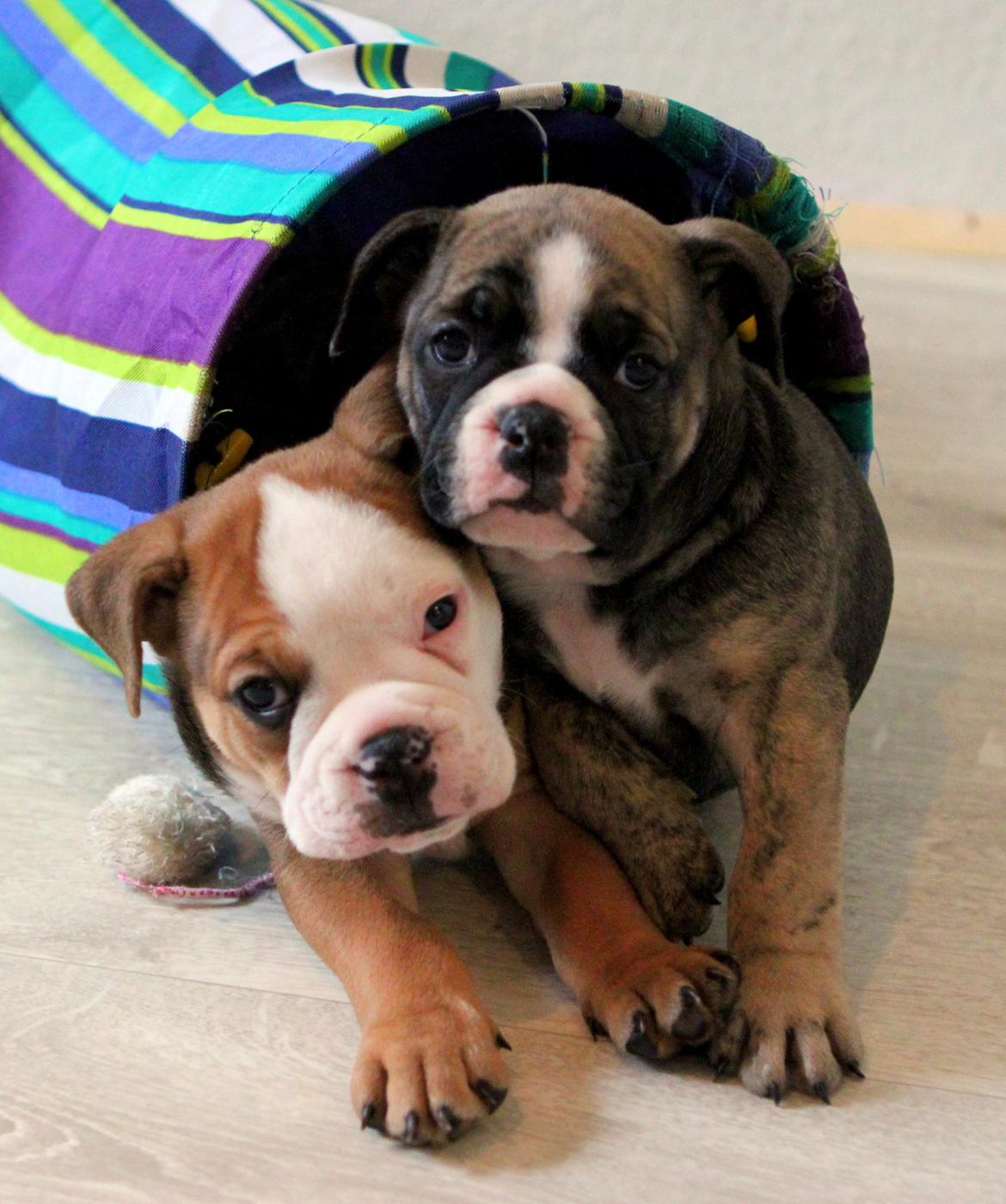 Olde english bulldogge BB Bulldogs Mocca billede 28