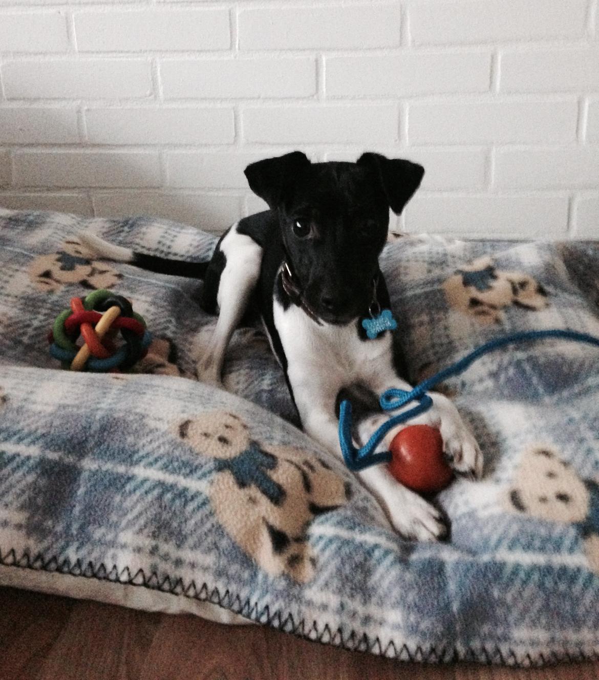 Blanding af racer La Chica - Moar skal vi lege?? billede 27