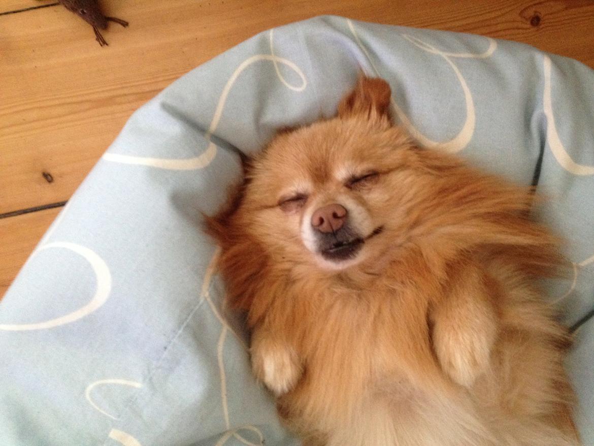 Pomeranian Felix billede 7