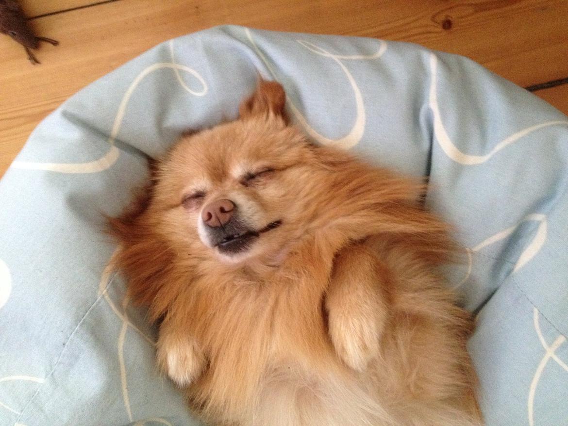 Pomeranian Felix billede 9