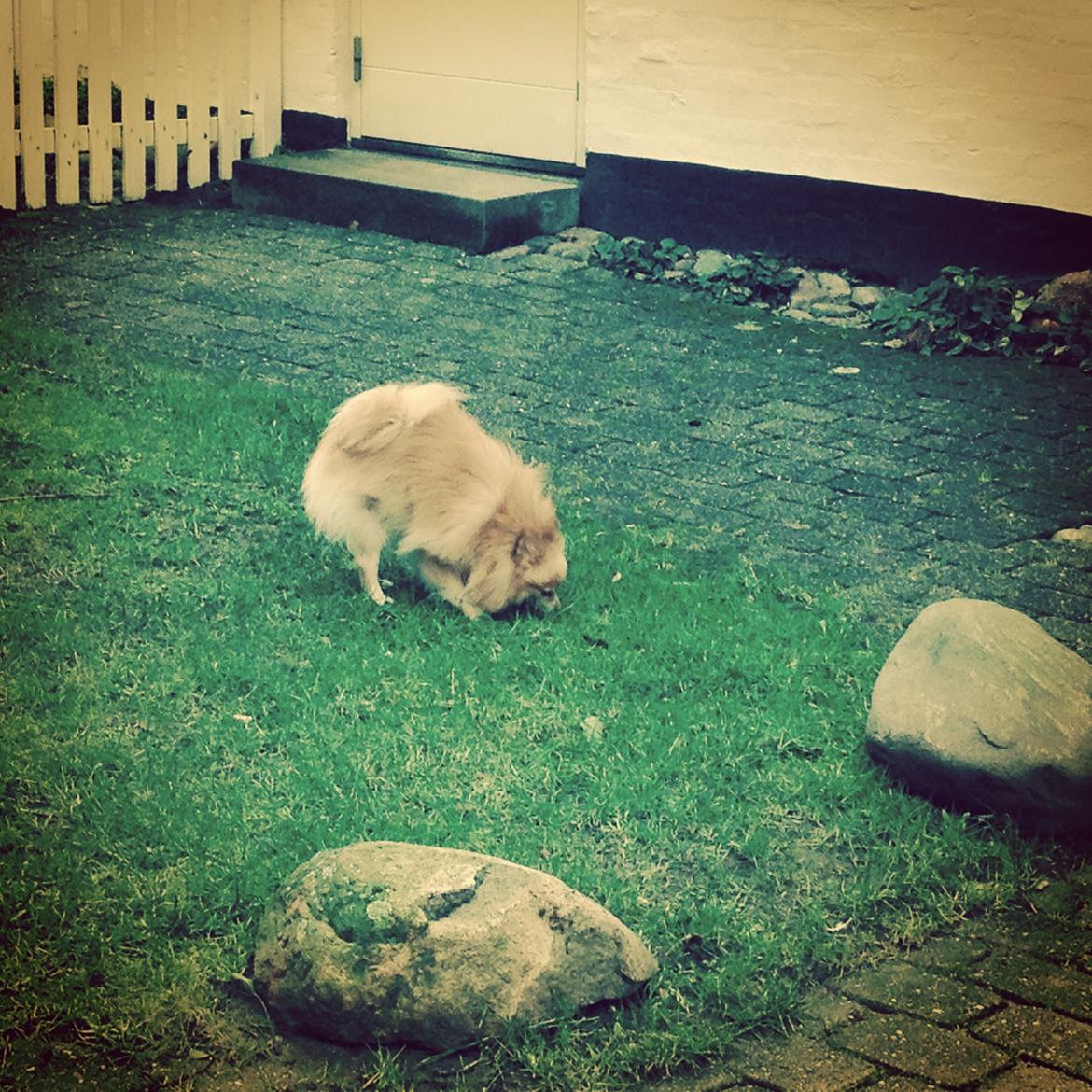 Pomeranian Felix billede 10