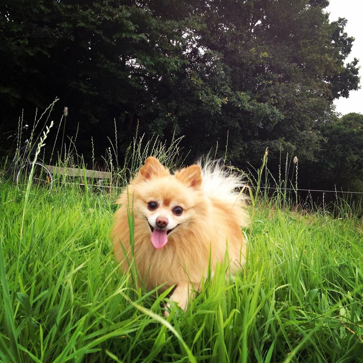 Pomeranian Felix - Juli 2014 billede 1