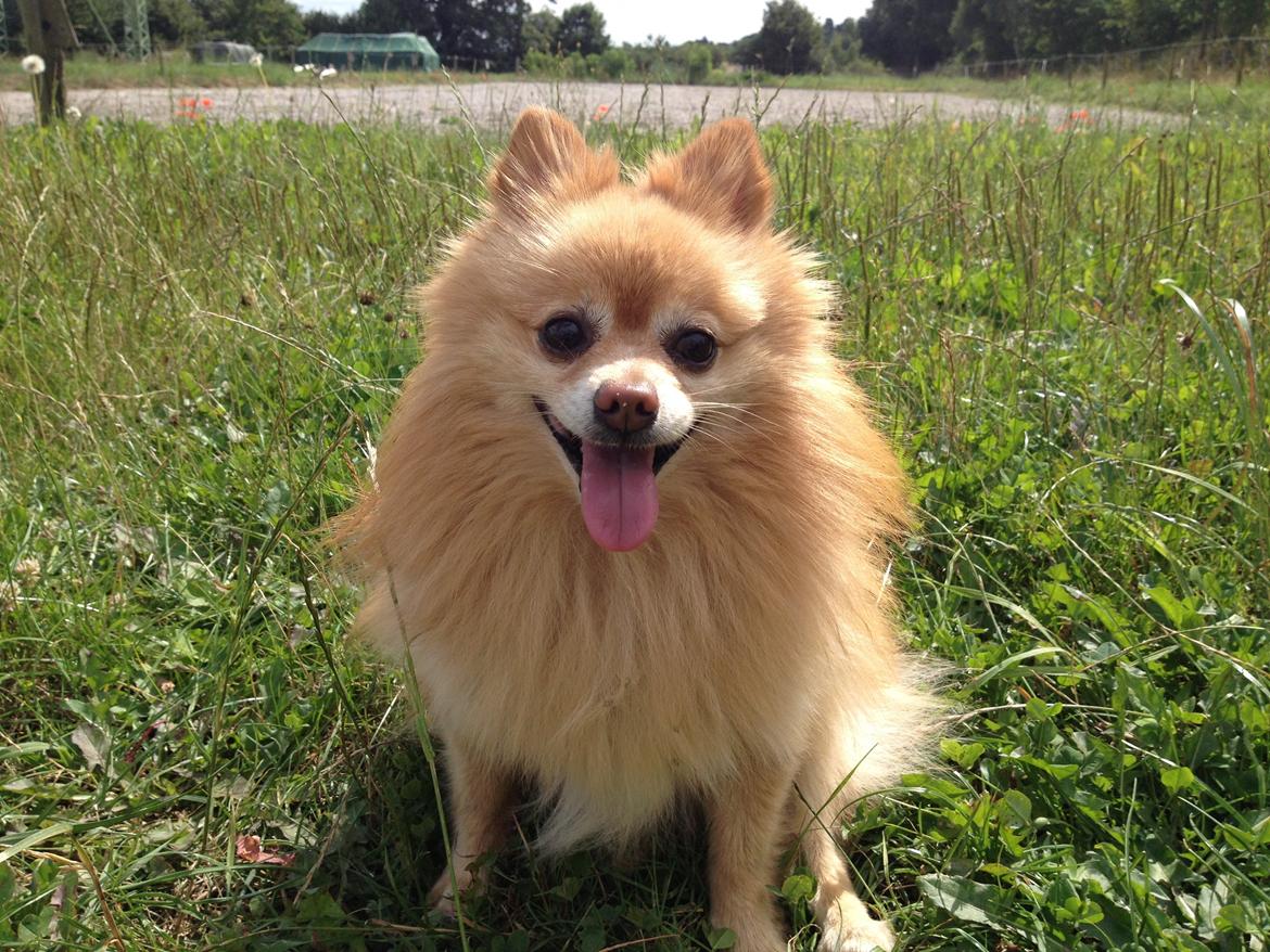 Pomeranian Felix - Juli 2014 billede 5