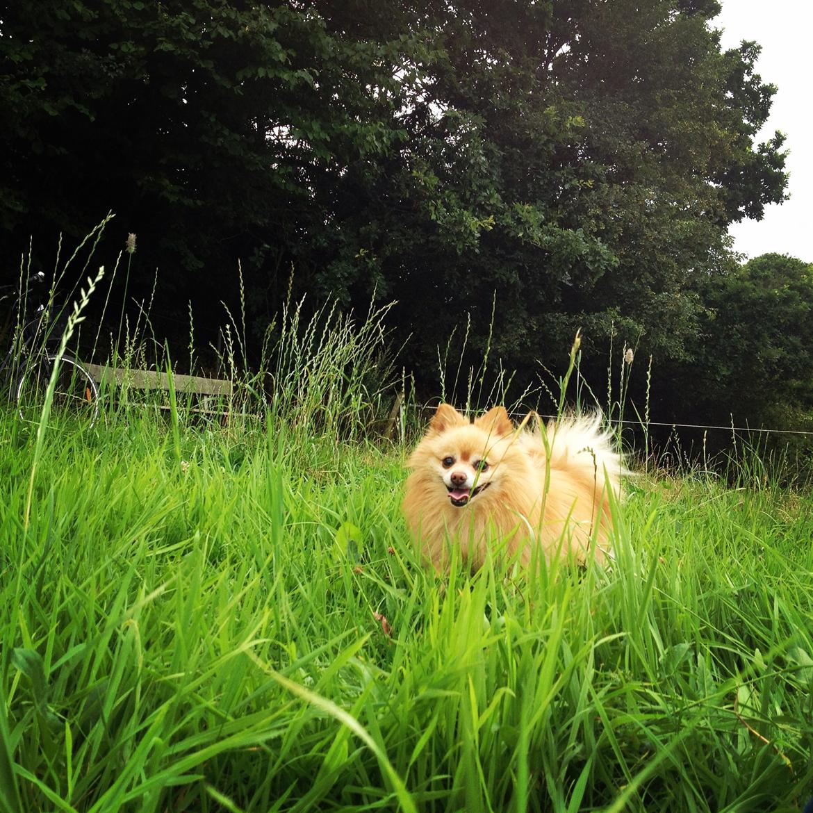 Pomeranian Felix - Juli 2014 billede 6