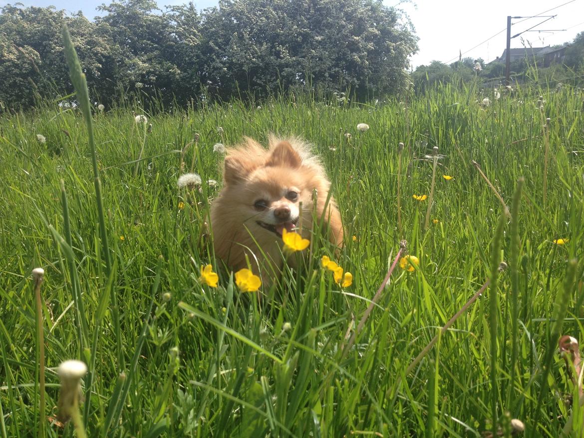 Pomeranian Felix - Juli 2014 billede 3