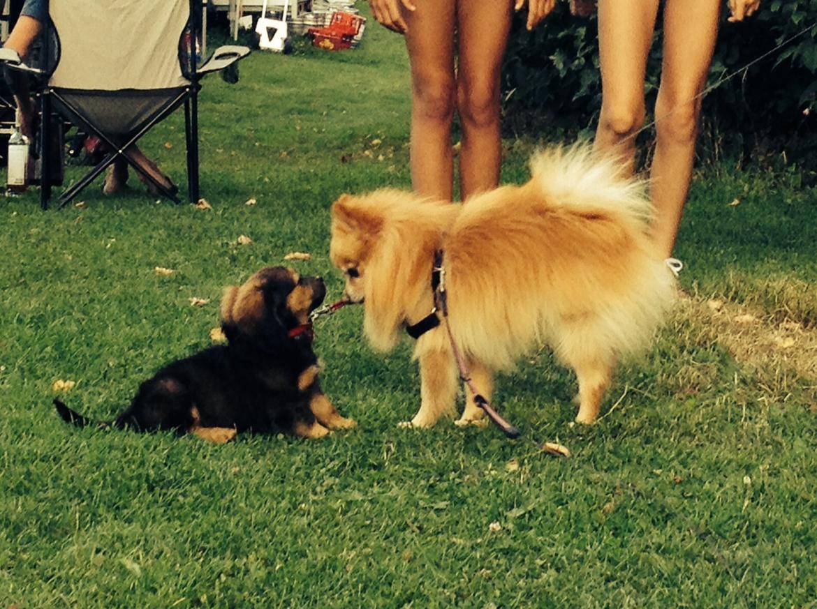 Pomeranian Felix billede 8