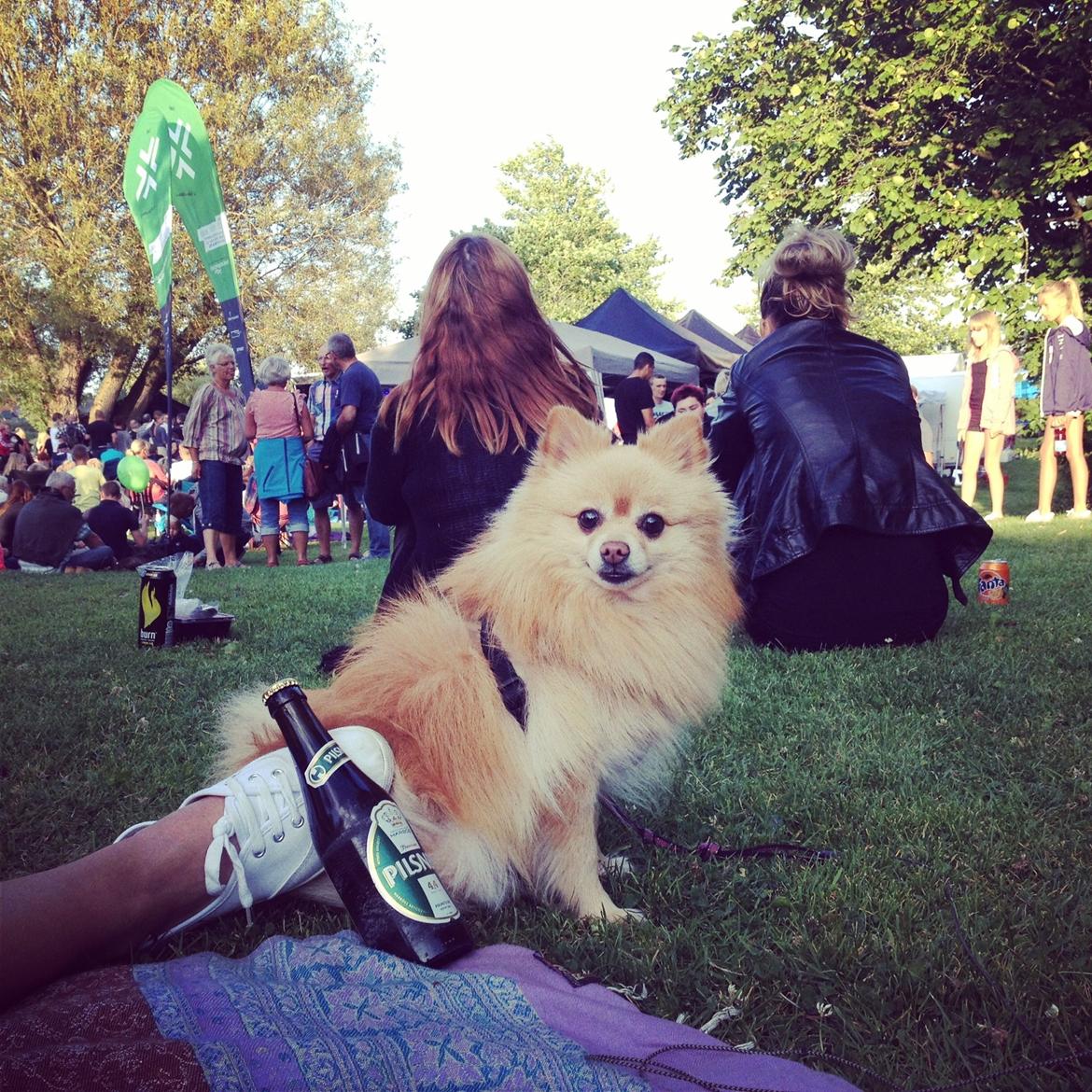 Pomeranian Felix - Sommer ved Søen 2014 billede 4