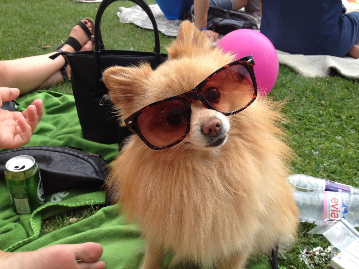 Pomeranian Felix - Stella Polaris '14 billede 2