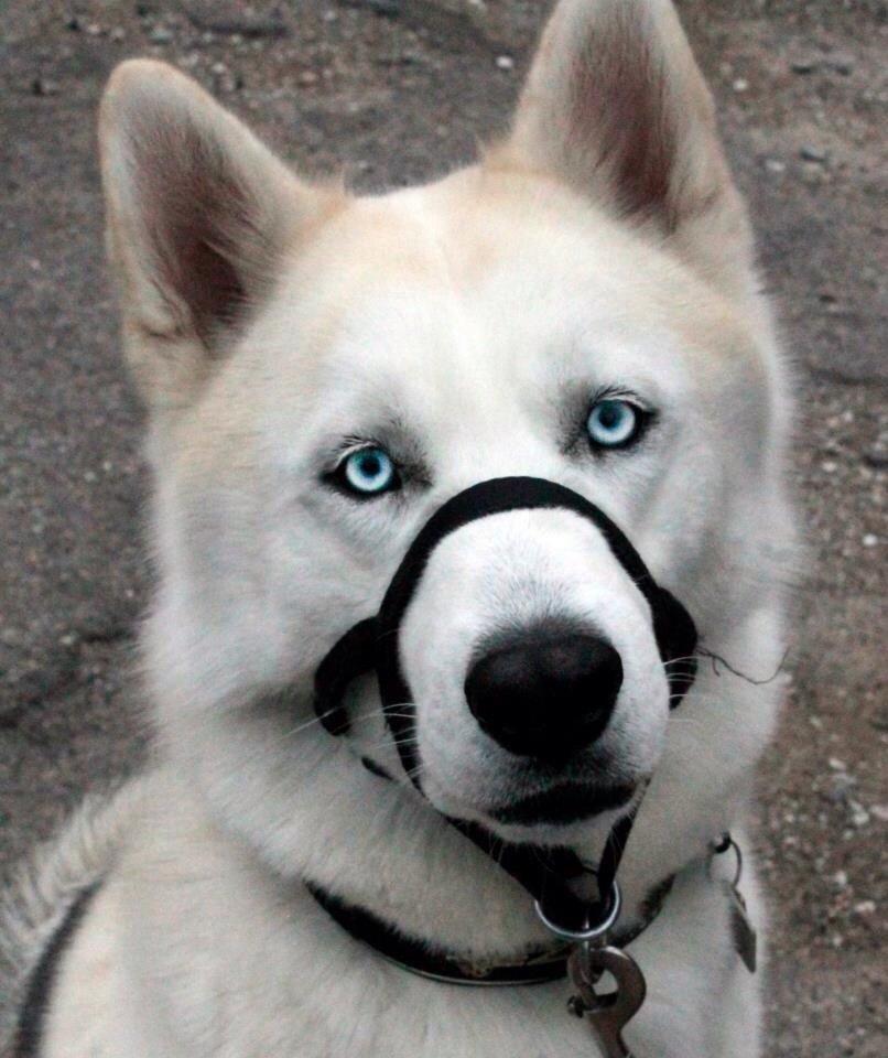 Siberian husky Novo billede 12