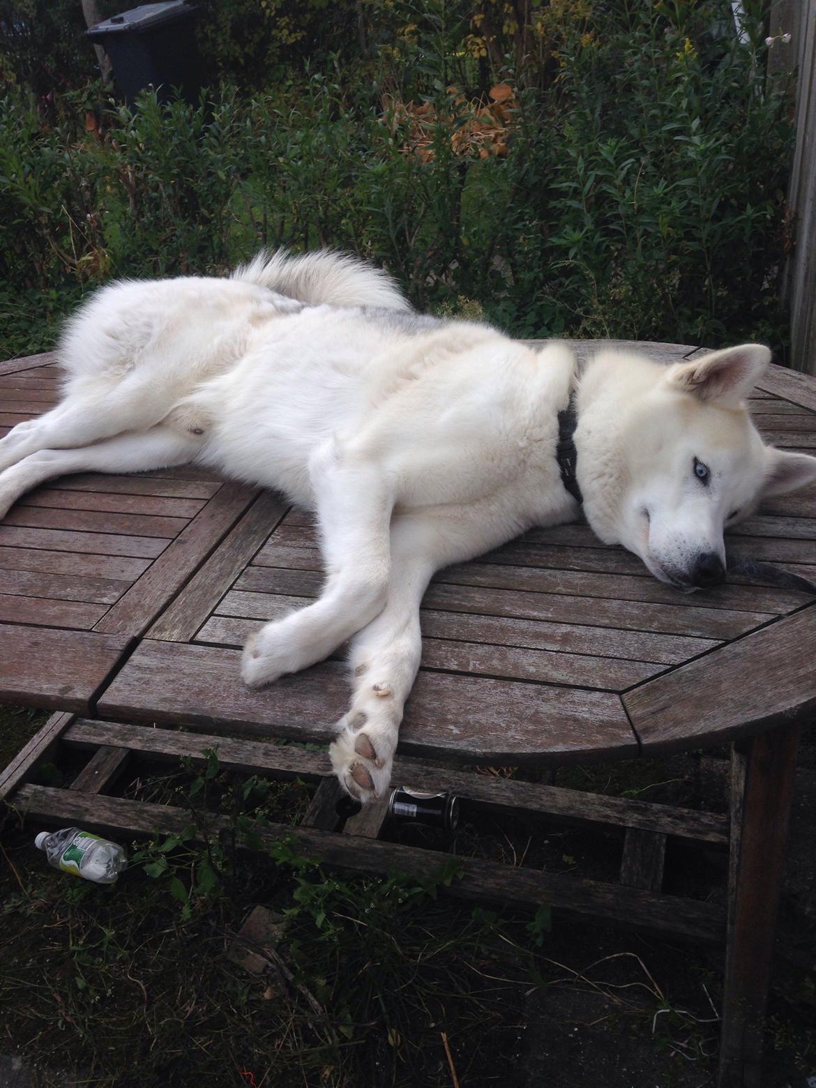 Siberian husky Novo billede 13