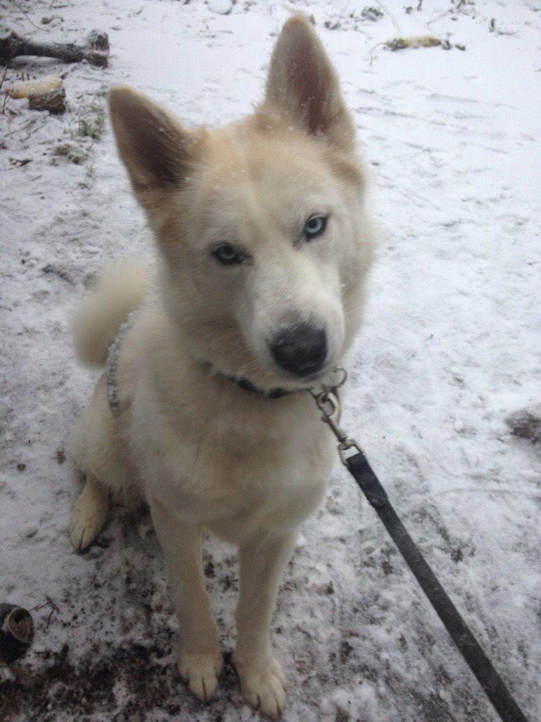 Siberian husky Novo billede 14