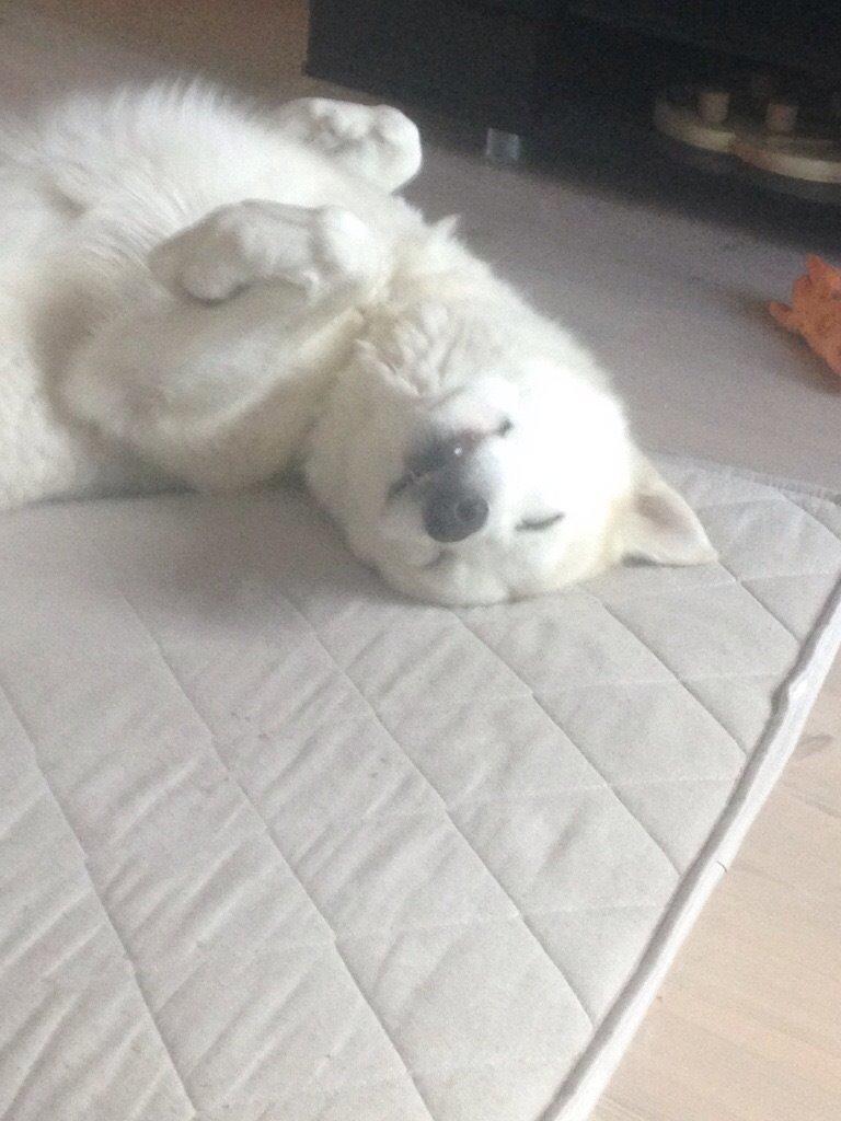 Siberian husky Novo billede 15