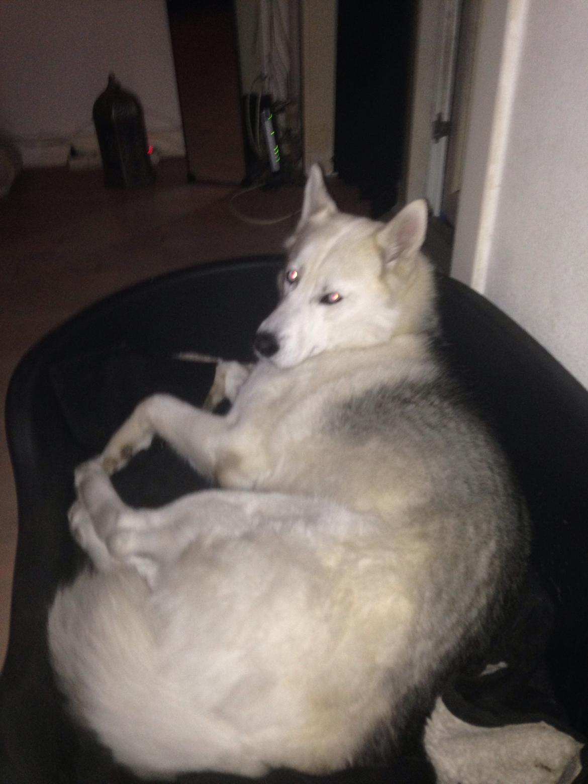 Siberian husky Novo billede 16