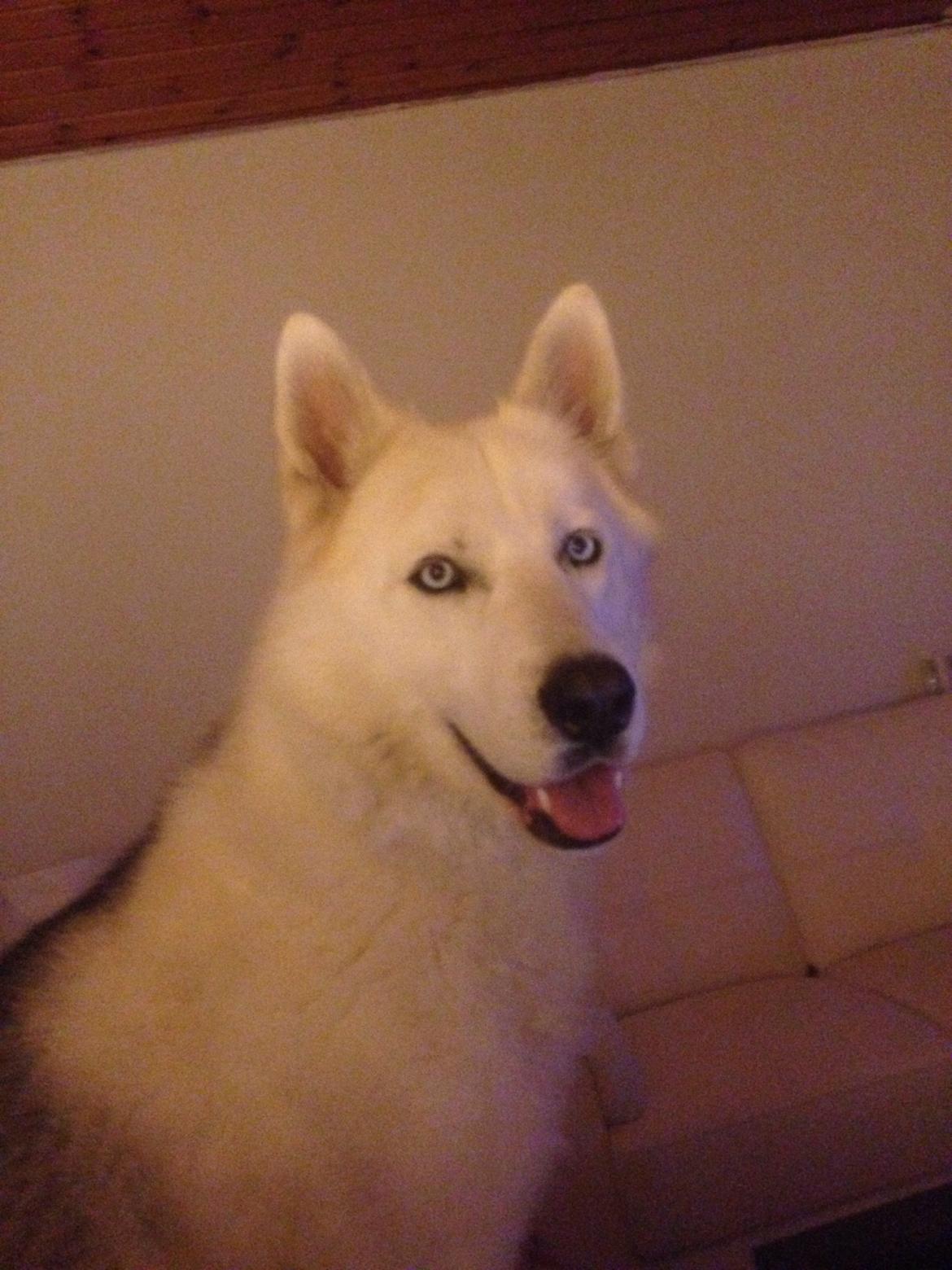 Siberian husky Novo billede 17