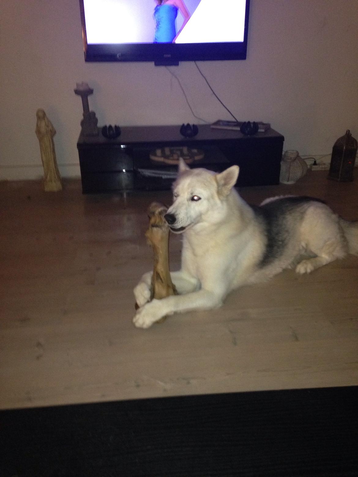 Siberian husky Novo billede 18