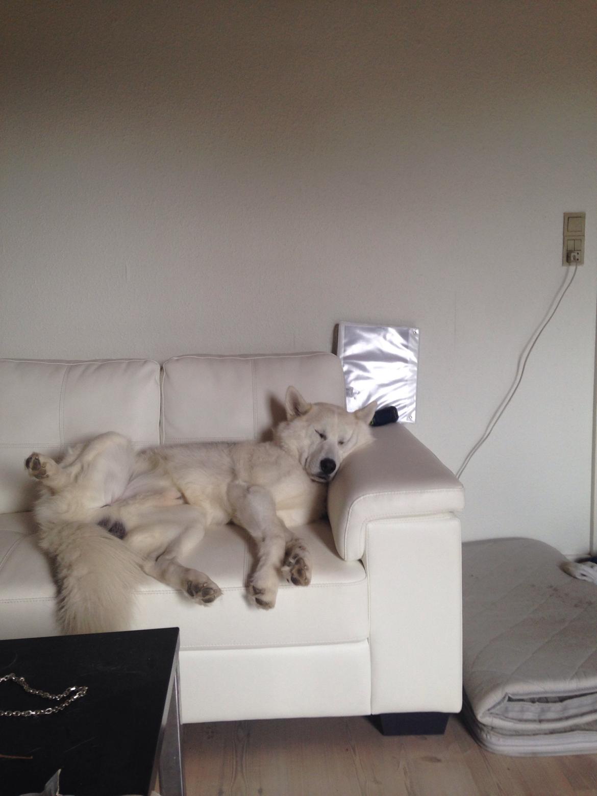 Siberian husky Novo billede 19