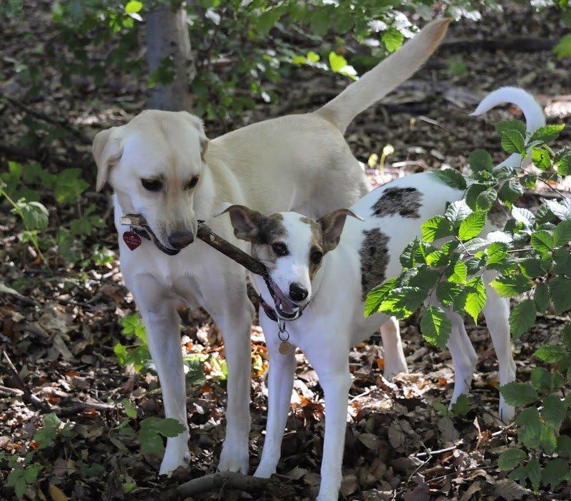 Blanding af racer Max - født Koda billede 8