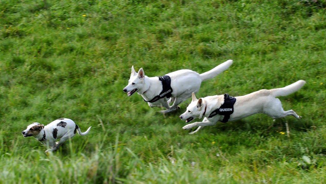 Blanding af racer Max - født Koda billede 10